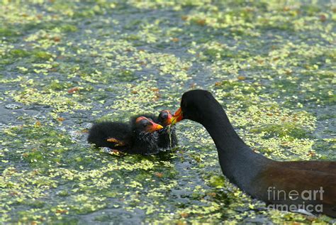 Common Moorhen Feeding Chicks Photograph by Mark Newman - Fine Art America