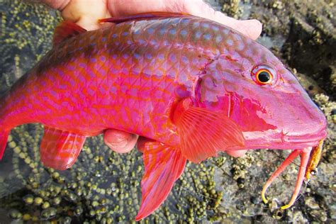 Fishing for Goatfish - The Fishing Website