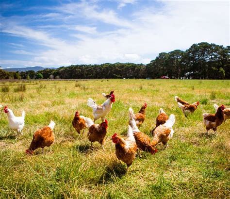 Gingin Grass Fed Free Range Chicken