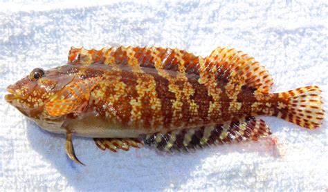 Largemouth Blenny - Pier Fishing in California