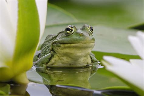 What Is the Difference Between A Frog and a Toad? - WorldAtlas