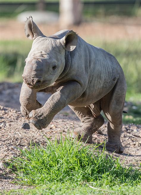 Black Rhino Calf Makes His Debut - Animal Fact Guide