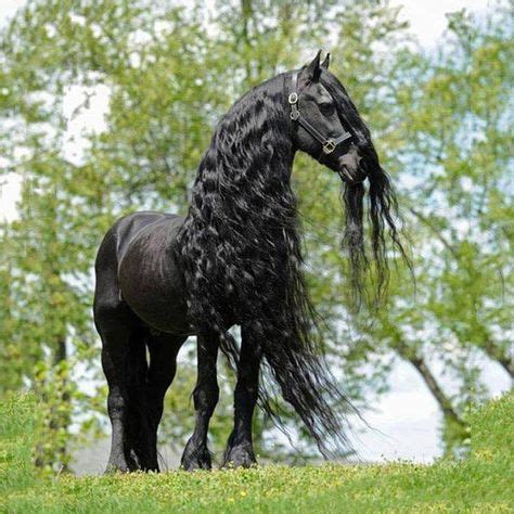 A beautiful long-maned Friesian stallion. | Horses, Friesian horse ...