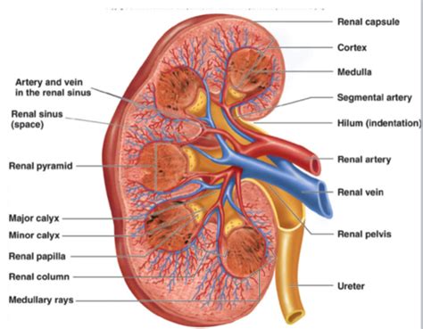 Exercise 40: Anatomy of the Urinary System Flashcards | Quizlet