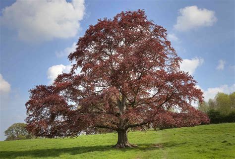 9 Ornamental Trees and Shrubs With Purple Leaves