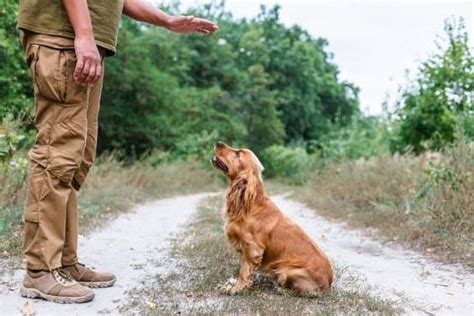 How To Train Your Dog Like A Champion | Every Day Interests