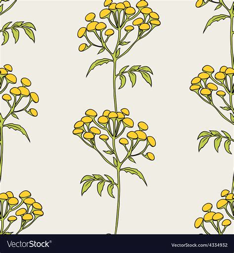 Tansy flowers pattern Royalty Free Vector Image