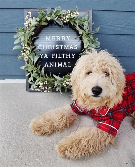 Puppies Photoshoot Ideas Doggies . Puppies Photoshoot Ideas | Dog christmas pictures, Dog ...