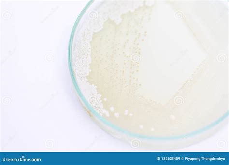 Yeast in Petri Dish, Microbiology for Education. Stock Image - Image of ...