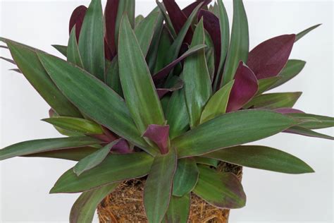 Moses-in-the-Cradle (Tradescantia spathacea)