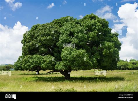 A large mango tree (Mangifera indica) in grassland farm, Central Kenya ...