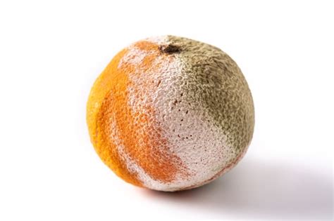 Premium Photo | Rotten orange fruit isolated on white background