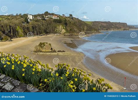 Daffodils in Bloom in Front of the View of Tenby Bay, Wales at Low Tide Stock Image - Image of ...