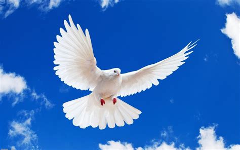 White Fancy Pigeon Wallpaper | peacecommission.kdsg.gov.ng
