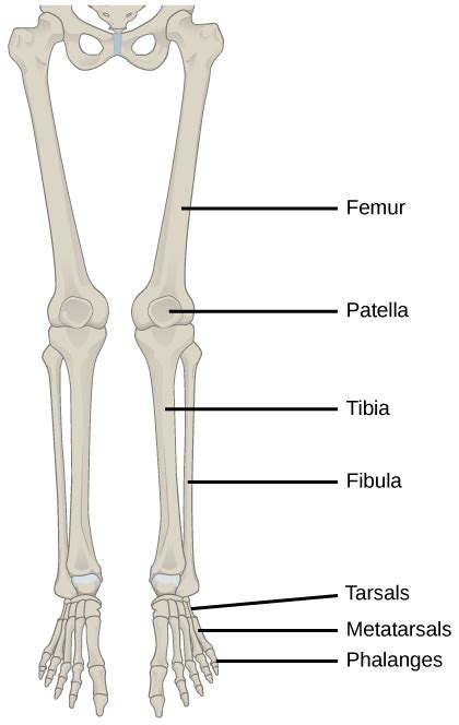 Human Appendicular Skeleton | Biology for Majors II