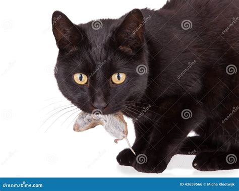 Black Cat With His Prey, A Dead Mouse Stock Photo - Image: 43659566