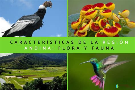 Región andina: características, flora y fauna - Resumen con FOTOS