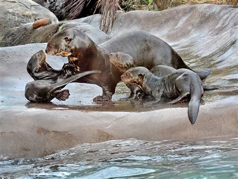 Holiday baby animals born at LA Zoo | KABC7 Photos and Slideshows | abc7.com