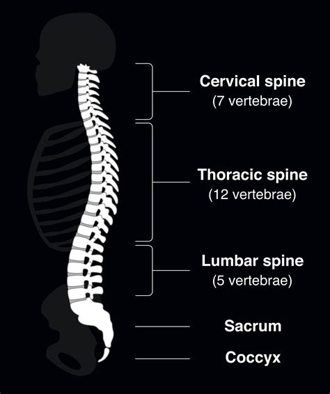 Spinal Cord Injuries - What Causes Paralysis? - Pants Up Easy