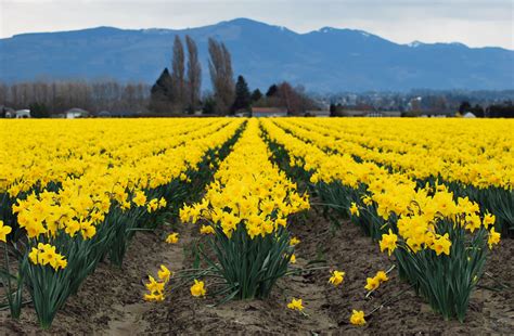 Skagit Valley Daffodils | First Sign of Spring | Seattle Bloggers