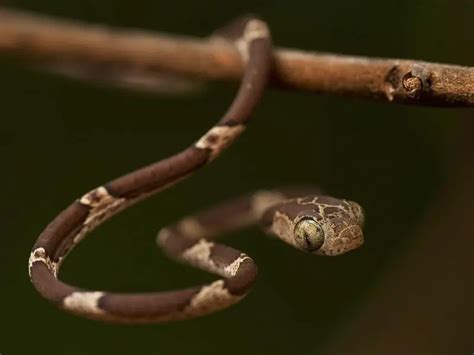 Blunt-Headed Tree Snake: Care Guide & Species Profile - Everything Reptiles