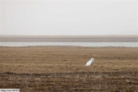 All About Snowy Owls: Facts, Pictures & In-Depth Information