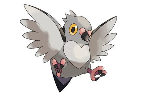 9 Pigeon Based Pokemon - NE Pigeon Supplies