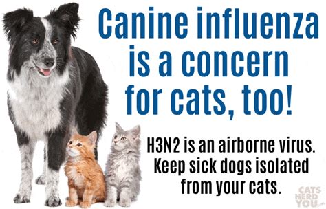 Canine Influenza: A Concern for Cats - Cats Herd You