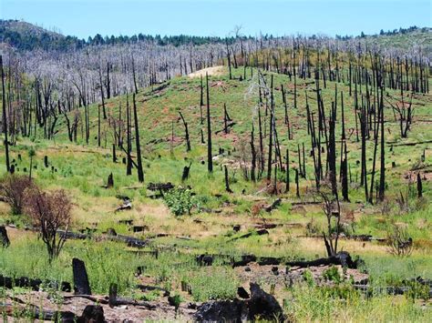 Recent Study Reveals Surprising Boreal Forest Fire Effects in North ...