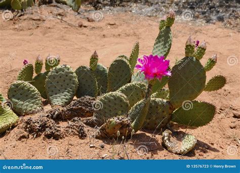 Desert Cactus Flower stock image. Image of flower, desert - 13576723