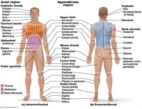 Anatomical Position Labeled - Human Anatomy Diagram | Human body ...