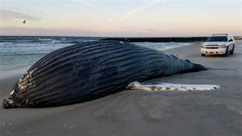 Dead humpback whale washes up on shore of Long Island beach - ABC7 New York