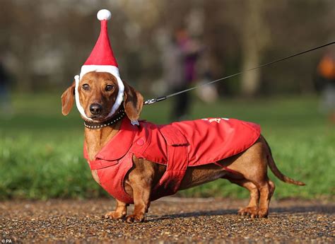 Hundreds of sausage dogs and their owners dress up in their festive finery | Daily Mail Online
