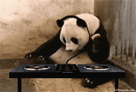 Dj Panda GIF - Find & Share on GIPHY