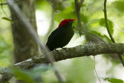 Pantanal | Bird Lens