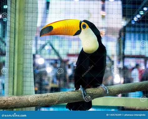 Close-up Colorful Toucan on Tree Branch in a Cage Stock Image - Image of animal, beak: 143576349