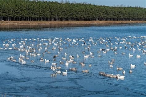 Premium Photo | Flock of geese on lake