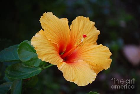 Hibiscus Flower in Puerto Rico Photograph by DejaVu Designs - Fine Art ...