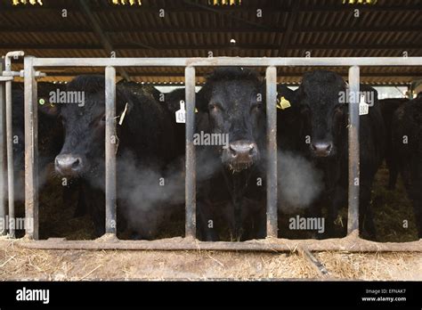 Aberdeen Angus cattle on UK farm Stock Photo - Alamy