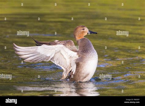 Male and female gadwall ducks hi-res stock photography and images - Alamy