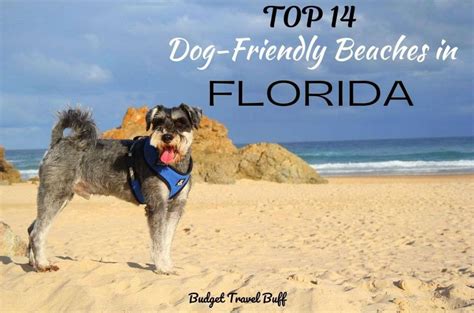 14 Best Dog-friendly Beaches In Florida | BudgetTravelBuff