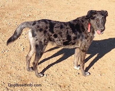 Catahoula Heeler Dog Breed Information and Pictures