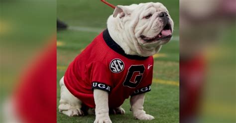 Rest In Peace Que: Outpouring Of Love As University Of Georgia Mascot ...