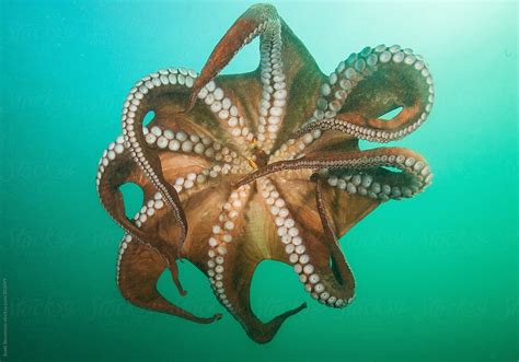 "Swimming Giant Pacific Octopus" by Stocksy Contributor "Scott Stevenson" - Stocksy