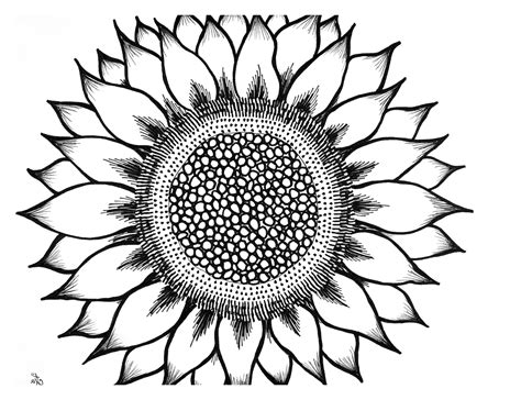 Sunflower Black And White Drawing at PaintingValley.com | Explore collection of Sunflower Black ...