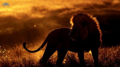 1360x768 Resolution African Lion Desktop Laptop HD Wallpaper - Wallpapers Den