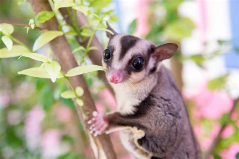 50 Wonderfully Enthralling Facts About the Lovely Sugar Gliders