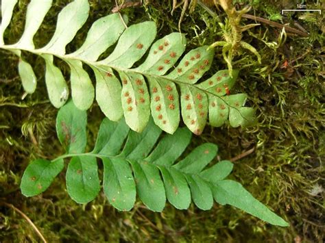 Western Polypody (Polypodium hesperium) · iNaturalist.org