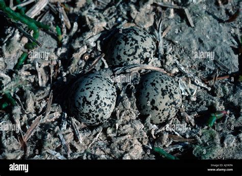 Kentish plover eggs hi-res stock photography and images - Alamy