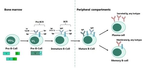 Generating monoclonal antibodies via B cell cloning